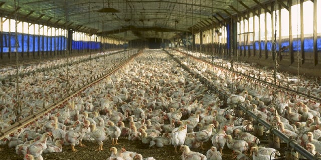 Organic Feed Shown to Affect Genes in Chickens