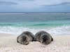 Two weaned seal pups sleeping on the beach