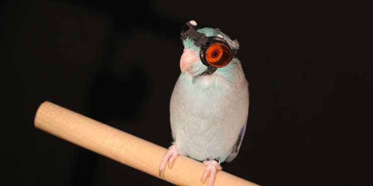 This bird is wearing teeny tiny goggles for science