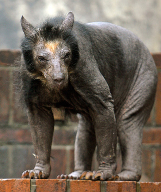 German Zoo’s Bears Struck With Mystery Baldness
