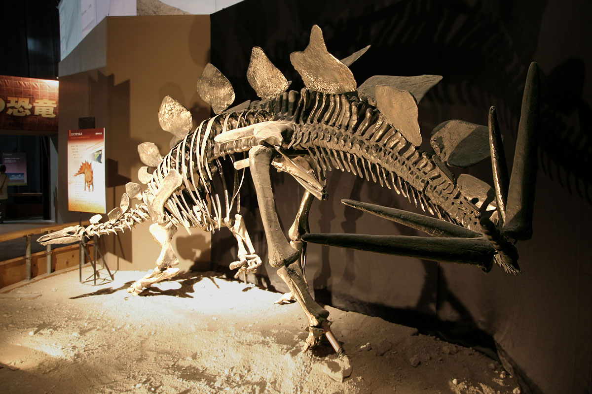 Stegosauruses Were Champion Fighters With Their Spiked Tails