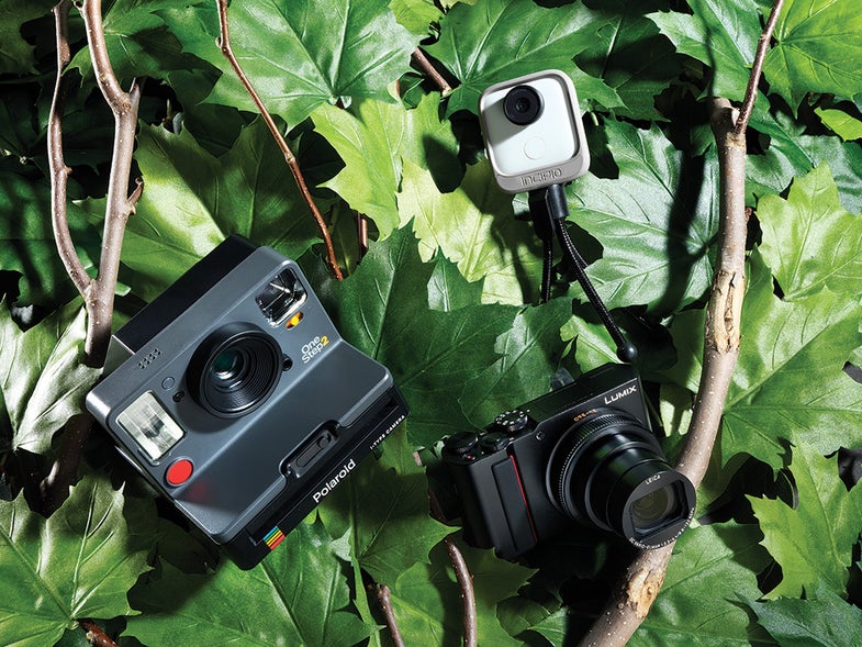 cameras in a tree