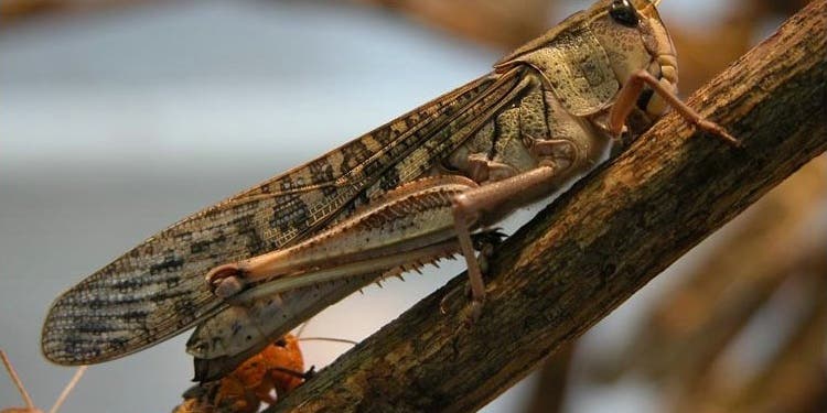 An Infection Turns Swarming Locusts Into Solitary Grasshoppers, Study Finds