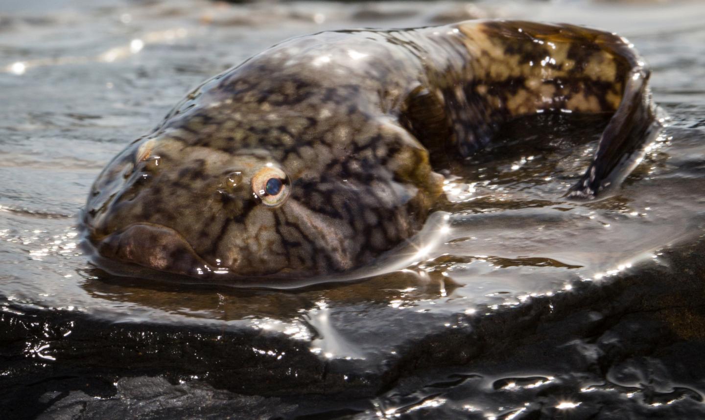 Clingfish-Inspired Tech Could Lead To A Less Slippery Future