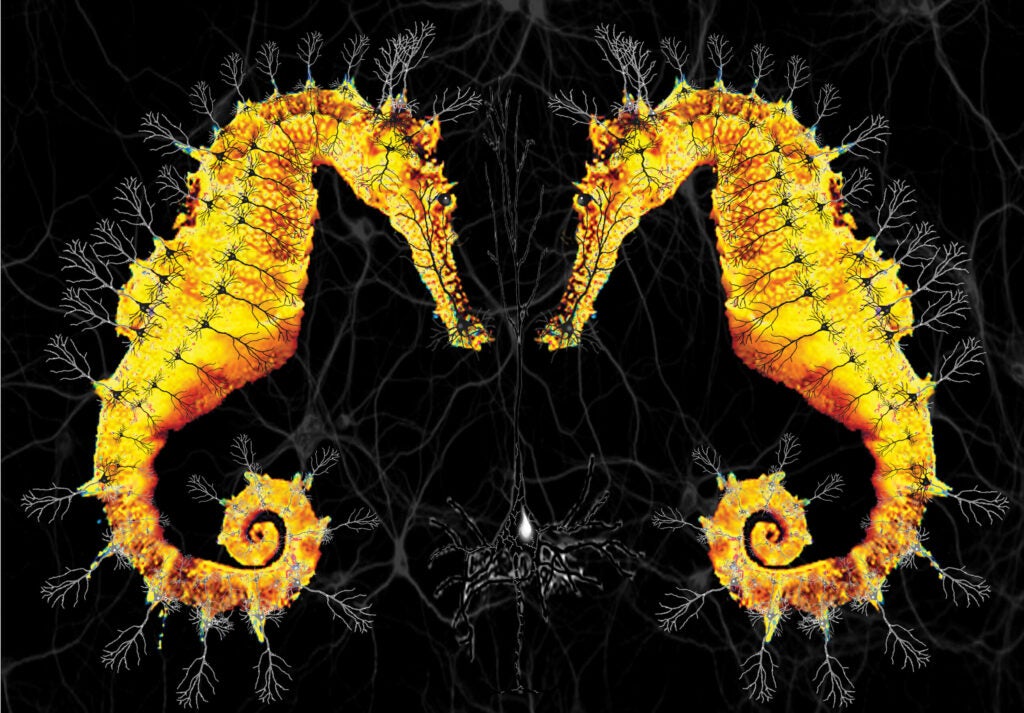 One of the most important structures in the brain happens to resemble a sea horse, so neuroscientist Robert Clark merged the two together.