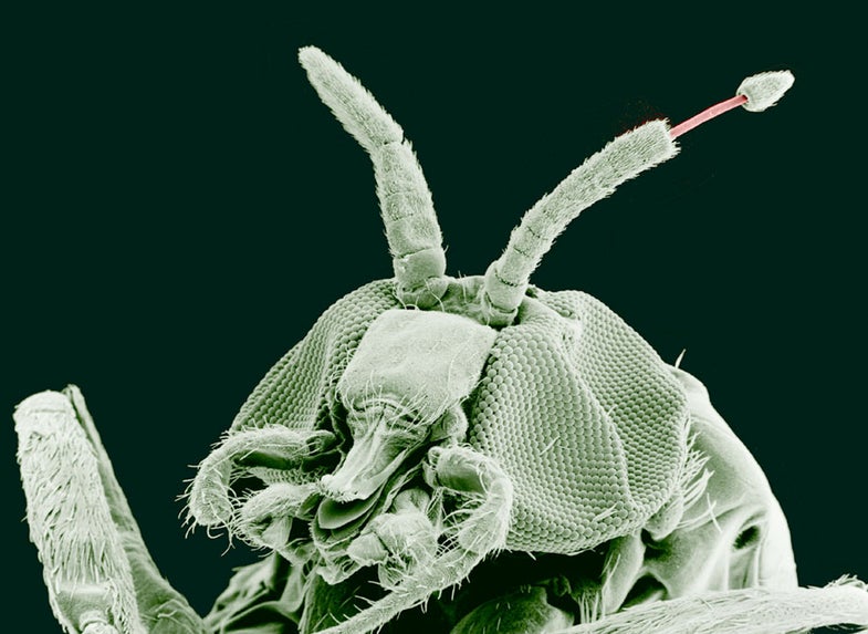 Adult Black Fly (Simulium yahense) with (Onchocerca volvulus) emerging from the insect’s antenna.