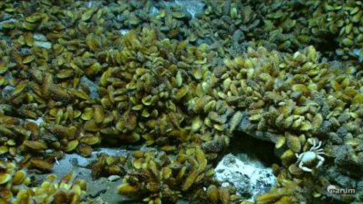 Symbiotic Bacteria Serve as Hydrogen “Fuel Cells” for Deep-Sea Mussels