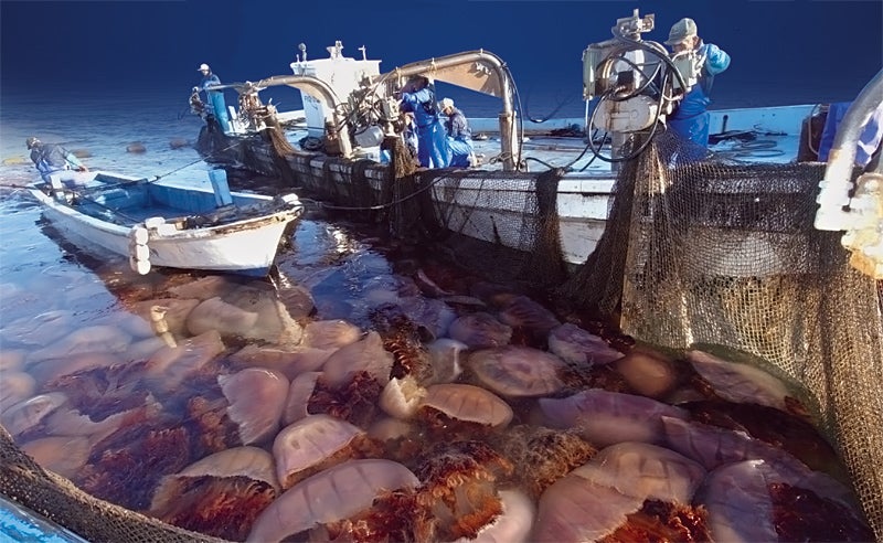 Increasing numbers of fishermen's nets are filling with jellyfish, which slime, poison, and crush the intended catch.