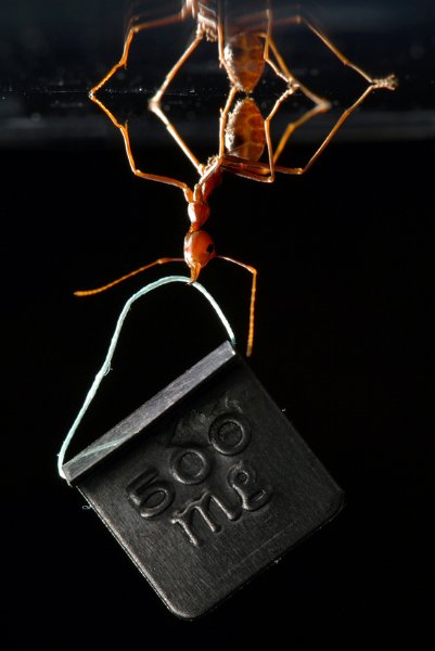 Weight Lifting Ant Hefts 100 Times Its Body Weight, Photo Contest Gold