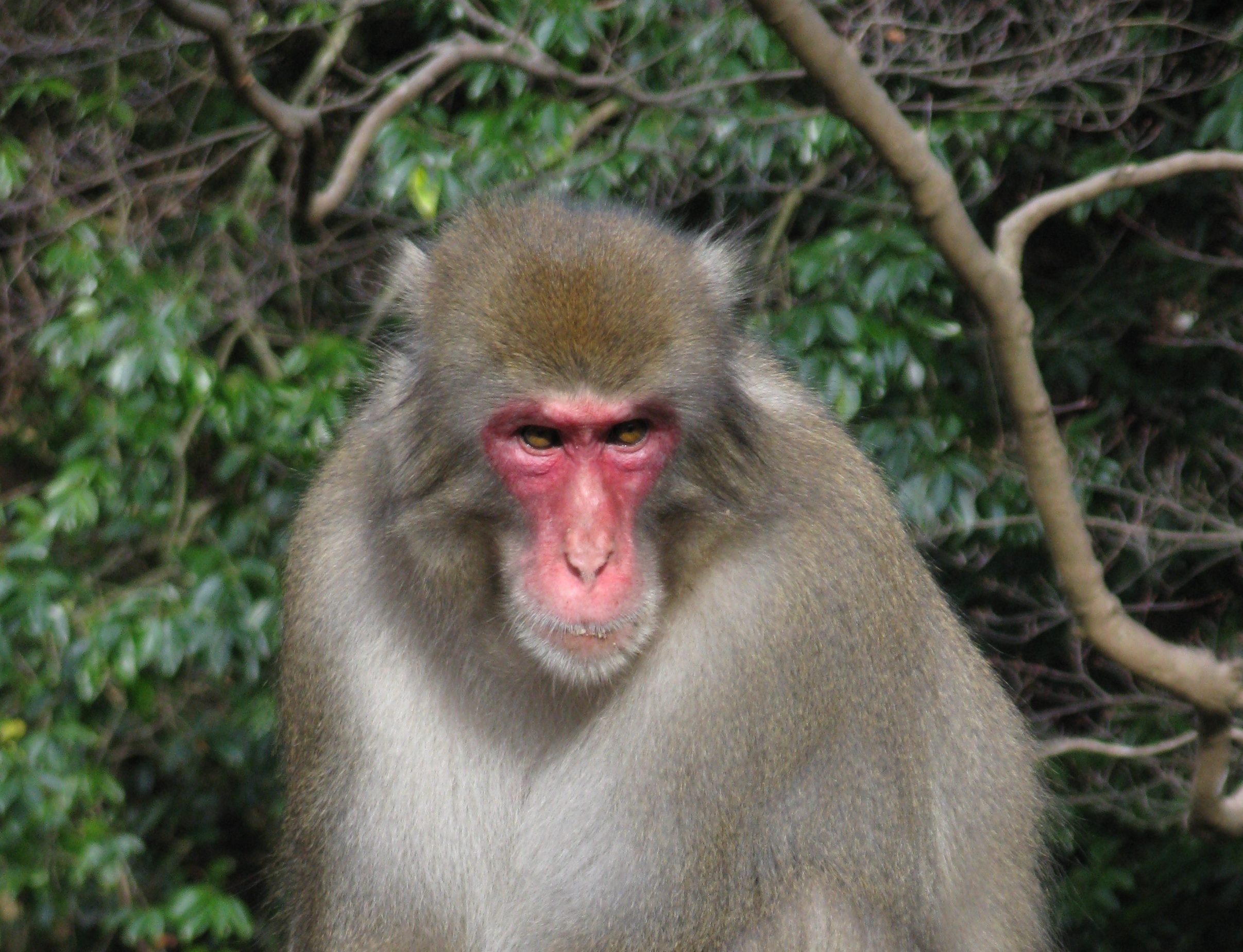 Fukushima Monkeys Have Fewer Blood Cells Than Monkeys Elsewhere, Study Finds