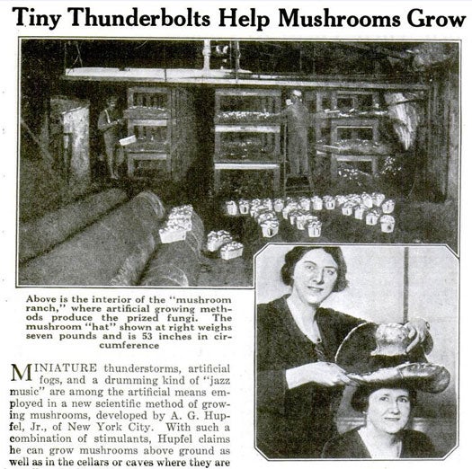 We all remember that scene in <em>Frankenstein</em> where the monster awakens amidst flashes of lightning, but did you know that mushrooms could be stimulated the same way? At least that's what A.G. Hupfel Jr. claimed when he built his mushroom farm in a dismantled New York City brewery. He believed that artificial fogs and thunderstorms, as well as "a drumming kind of 'jazz music,'" would help mushrooms grow to the size of the fungal "hat" pictured left. Twice a week, the old brewery boiler would pass steam through the refrigerating apparatus, creating the fog needed for "irrigation." To help his mushrooms breathe, Hupfel generated electricity from static machines, which would produce oxygen in the same way lightning releases it from the air (earlier, he'd observed that wild mushrooms seemed to grow best during lightning storms). Finally, the jazz music produced a drumming beat that the mushrooms were supposed to respond to. Somehow (Hupfel wouldn't explain it to us), the rhythmic noise would speed up the formation of plant cells, and thus, the formation of mushrooms. Read the full story in "Tiny Thunderbolts Help Mushrooms Grow"