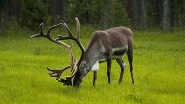 Climate war on Christmas: Global warming is causing reindeer to shrink