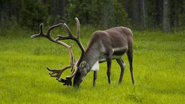 reindeer in finland