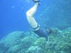 A diver explores healthy coral reefs in Guam
