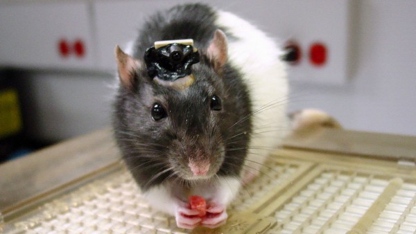Brain Implants Let Rats See In Infrared