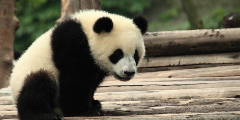 Good News: Giant Pandas No Longer Endangered