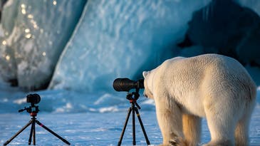 Our favorite finalists from the Comedy Wildlife Photography Awards