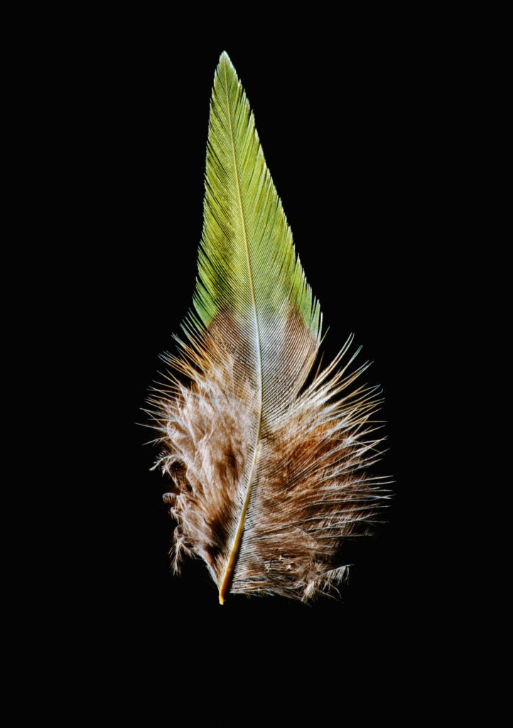 The blood pheasant's feather is a lovely green