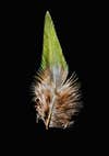The blood pheasant's feather is a lovely green