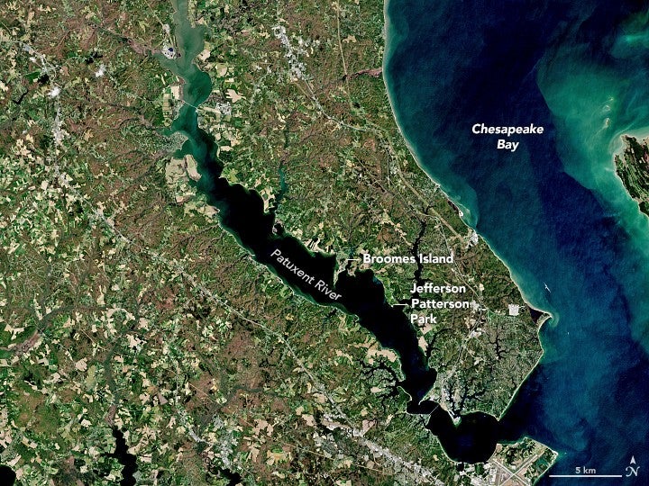 Satellite image of the Patuxent River