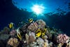 Also taken in the Red Sea, this photo of raccoon butterfly fish and angelfish on a reef in the area took home third place in the wide-angle category.
