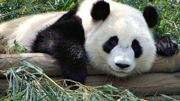 How much space do pandas need to survive?