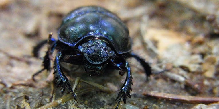 The DNA Inside Dung Beetles’ Guts Could Help To Identify Other Animals