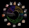 This diagram shows the extraordinary changes that have evolved among leaf-nosed bats in the New World across millions of years. The animals' faces are specialized for the types of food they eat, including fruit, insects and other vertebrates.