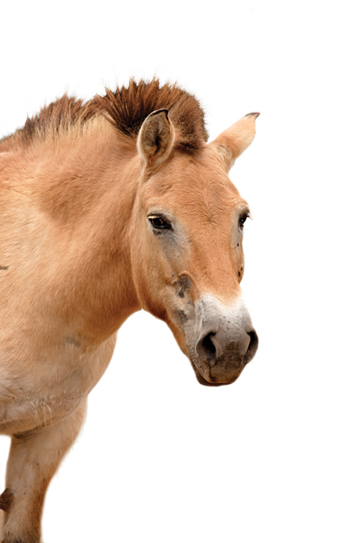 Researchers at the National Zoological Park will attempt to produce the first Przewalski's horse foals conceived by artificial insemination. With only 1,600 of the horses on the planet, every foal counts.