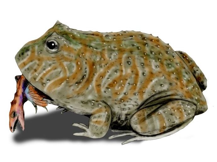Giant ancient frogs might have snacked on baby dinosaurs