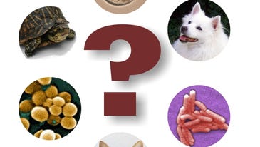 Putting The Pet Pathogen Paradox Into Perspective