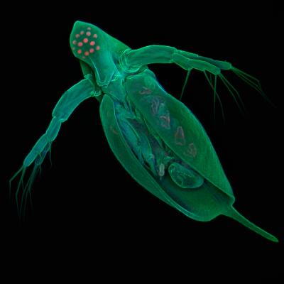 Water Flea Genome is the Most Complex Yet, and May Help Scientists Study Organisms’ Response to Stress