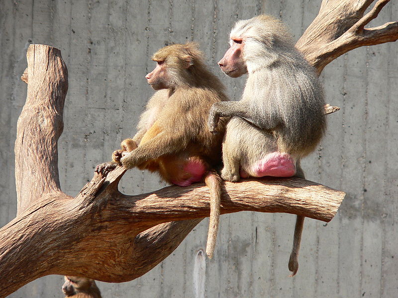 nedsænket sagsøger statisk Why Are Monkey Butts So Colorful? | Popular Science