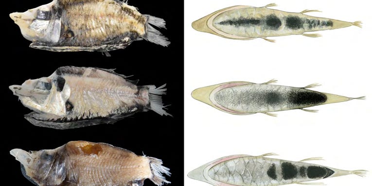 Found: Two New Species Of Glowing Fish