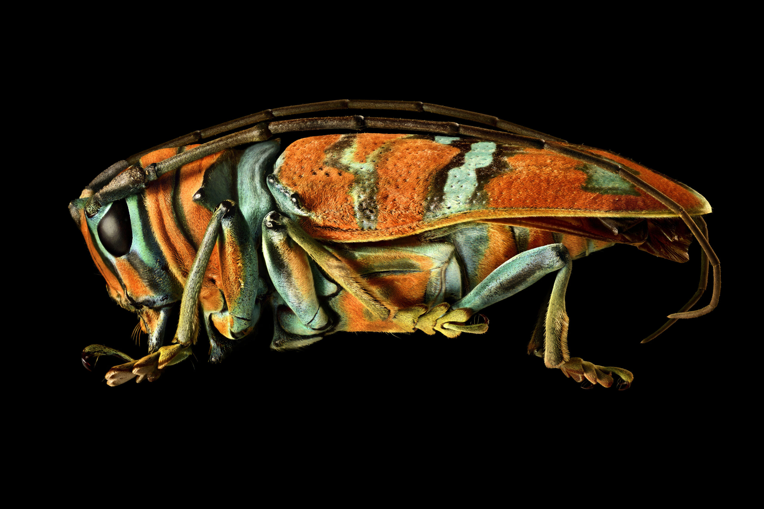 These are the most beautiful pictures of bugs you will ever see
