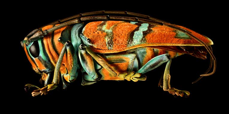 These are the most beautiful pictures of bugs you will ever see