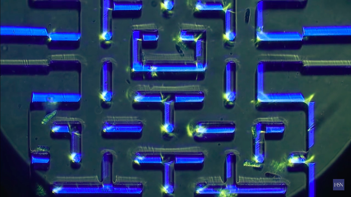 Scientists Played Pac-Man With Real Microscopic Organisms