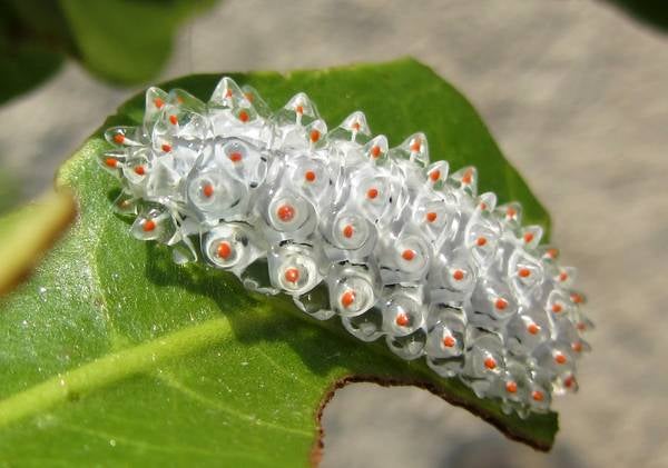 The Jewel Caterpillar--probably, though it hasn't been formally confirmed, an <em>Acraga coa</em>, belonging to a family of moths known as Alceridae--is sometimes known as a "slug caterpillar" due to gooeyness. This one was photographed near Cancun, Mexico. [via <a href="http://boingboing.net/2012/05/08/see-through-jewel-caterpillar.html?utm_source=feedburner&amp;utm_medium=feed&amp;utm_campaign=Feed%3A+boingboing%2FiBag+%28Boing+Boing%29">BoingBoing</a>]