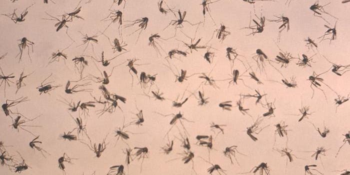 Four Non-Travel Zika Cases Under Investigation In South Florida