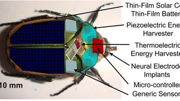 Cyborg Insects Could Be First Responders in Rescue Situations