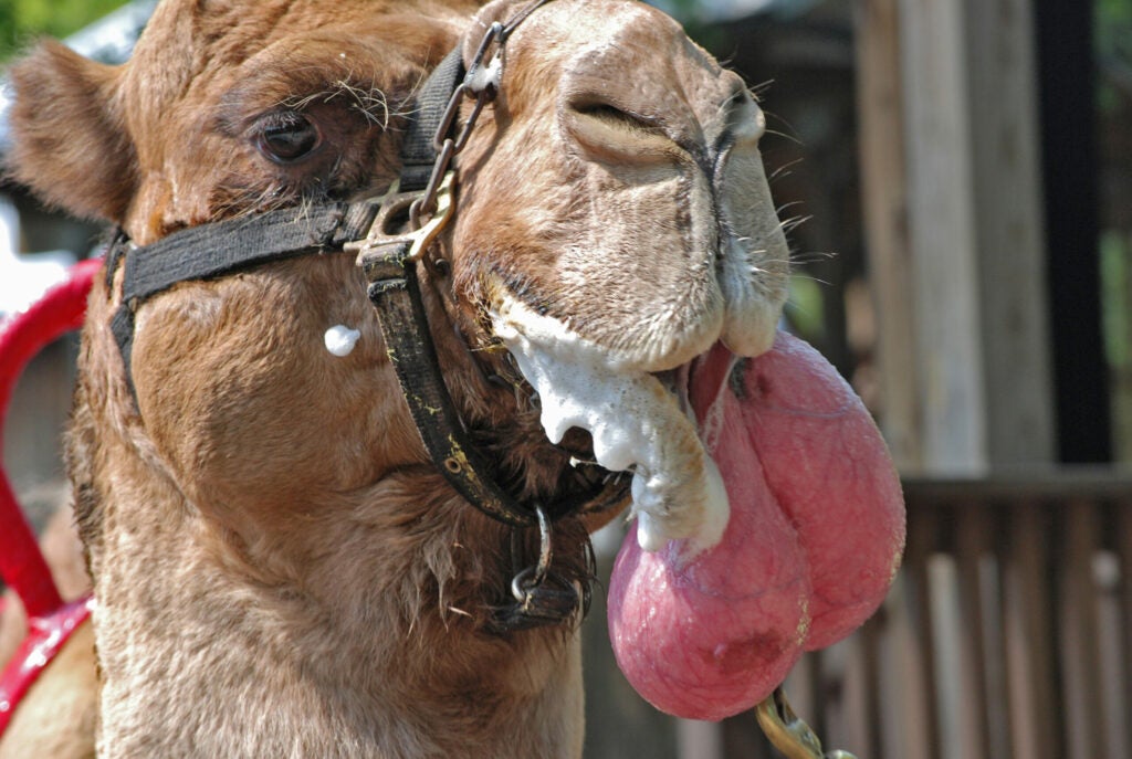 camel dulla