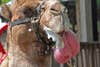 camel dulla