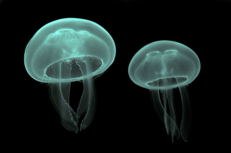 Jellyfish Shut Down Massive Nuclear Power Plant