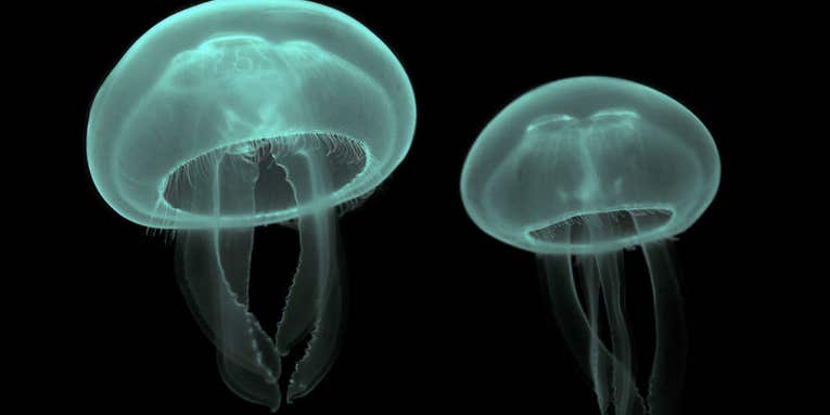 Jellyfish Shut Down Massive Nuclear Power Plant