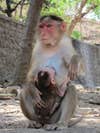 Rhesus monkey with baby