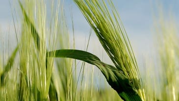 BeerSci: Uncovering The Secrets Of Barley