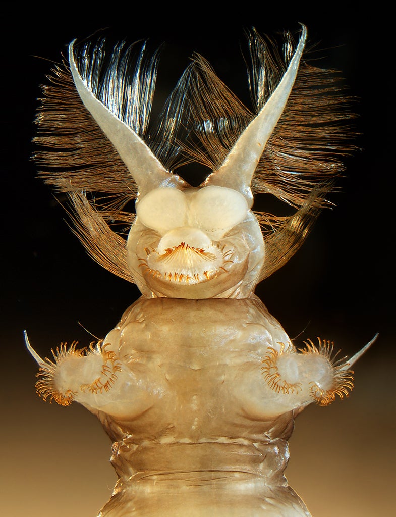 What seems to be the head of some strange horned creature is actually the back end of a watersnipe fly larva. These weirdly shaped larvae are found in freshwater, and they and other bugs are often good indicators of water quality.