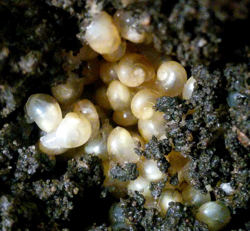 Snail eggs hatching
