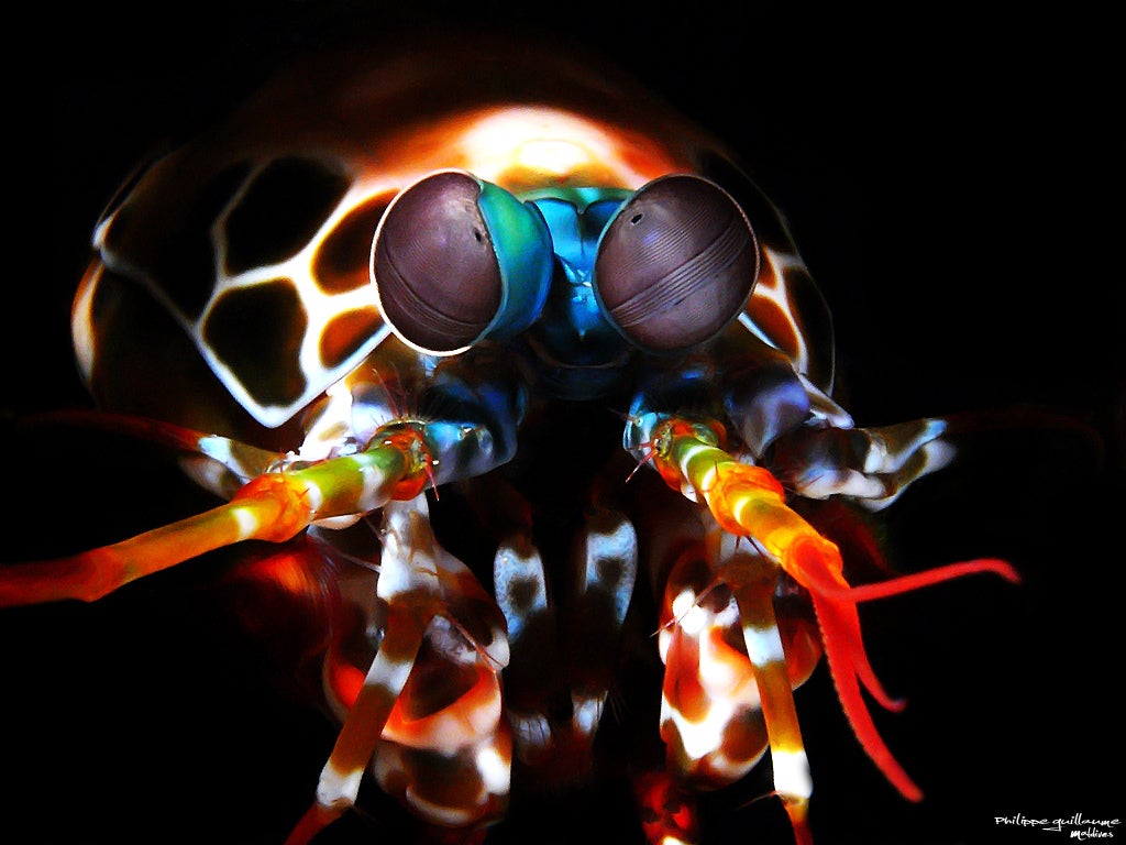 Mantis Shrimp Vision Is Not As Mindblowing As You’ve Been Told