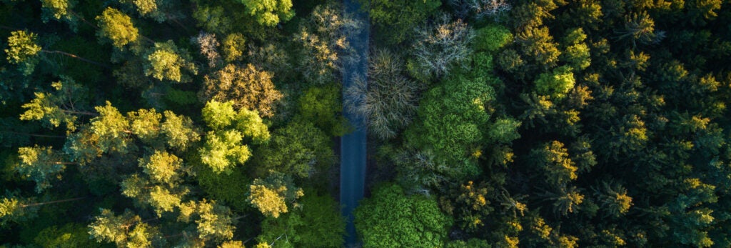A forest, as captured by a drone.